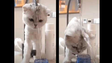 Cute cat tries to drink water