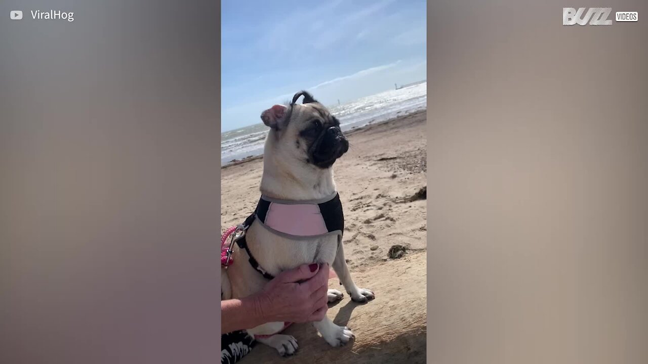 Dog's hilarious ear-flap-in-strong-wind moment