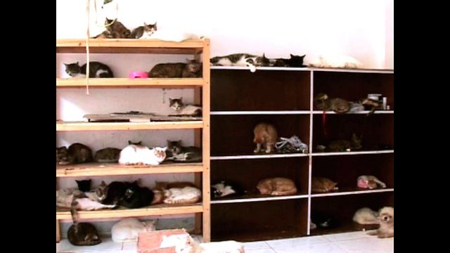 Chinese Cat Lover Saves 1,200 Cats