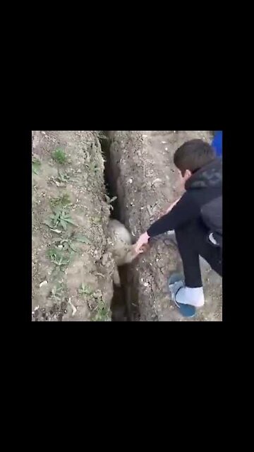 Sheep gets stuck in the trench, jumps back and really crazy