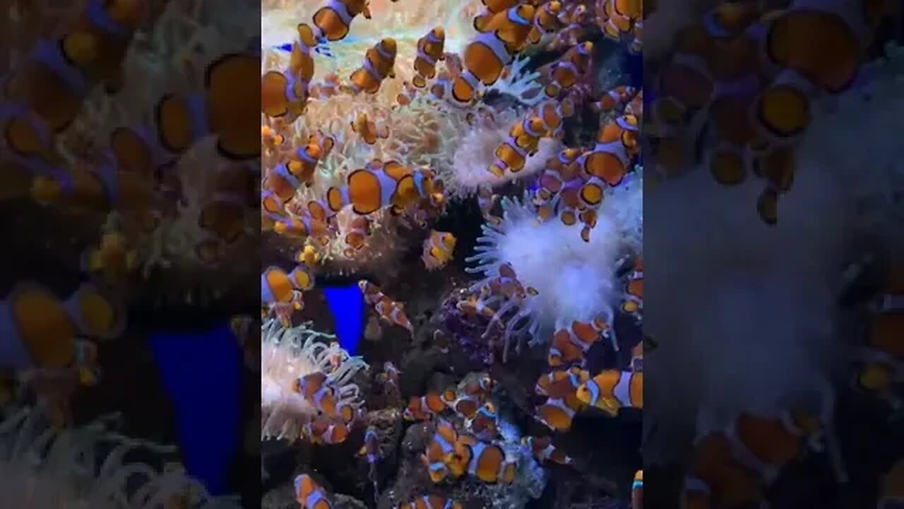 Wait for it..... #shorts #outdoors #nature