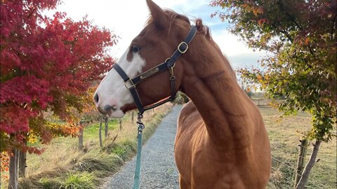 Barn Vlog: Addressing Herd Bound Horses