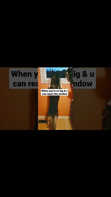 Big Boy #shorts #doggo #husky