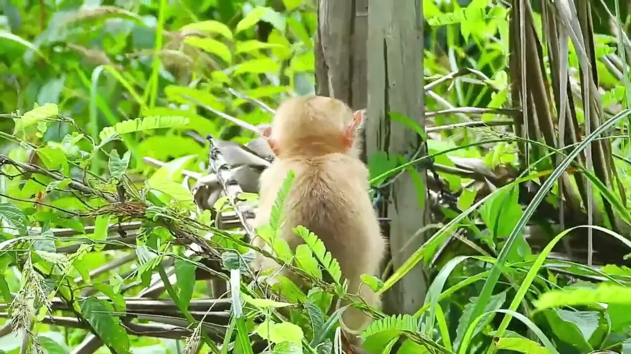 Sad poor monkey kley stares at the sky because he misses his mom24 9