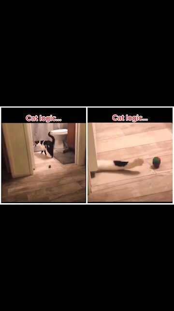 Funny pets -@Funny Pets 05-11 We should be more cat