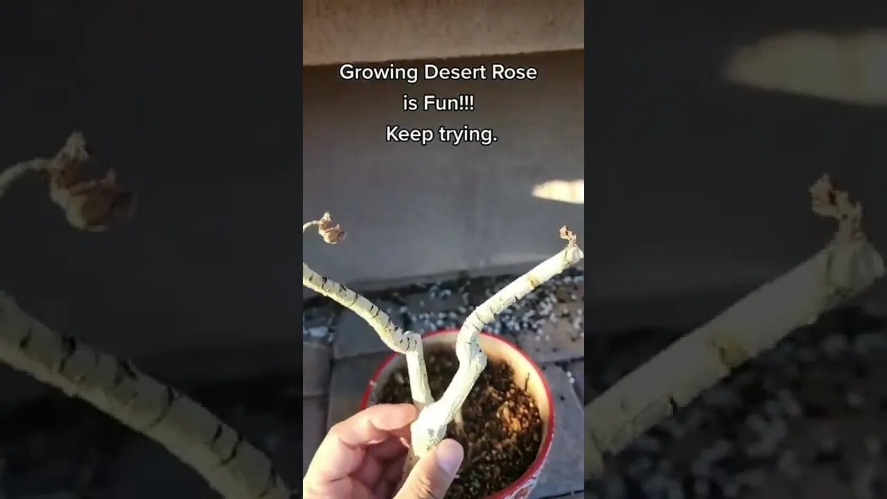 Keep trying - GreenMangoes #viral #viralshorts #shorts #bonsai #gardening #flowers #beautiful