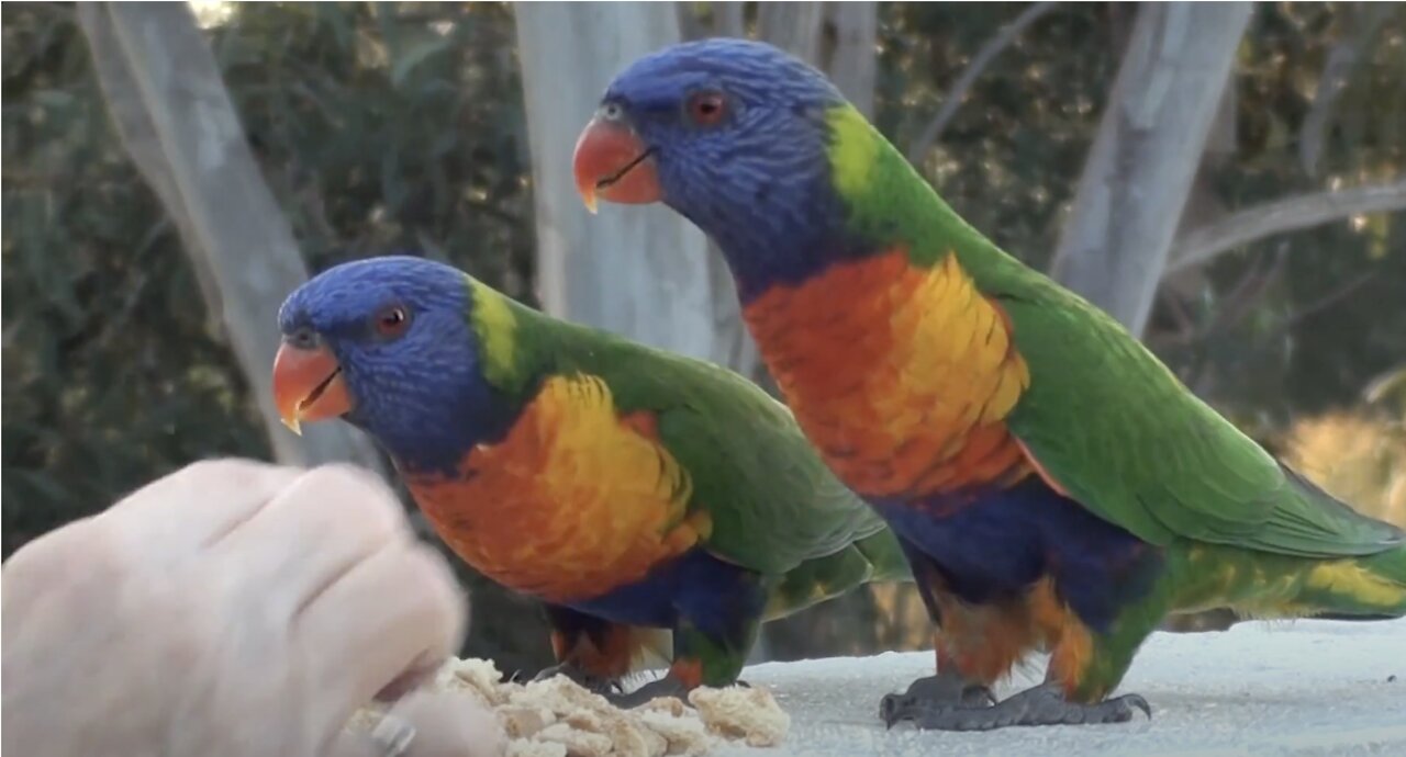 Hand fed Lorikeets & Kookaburra