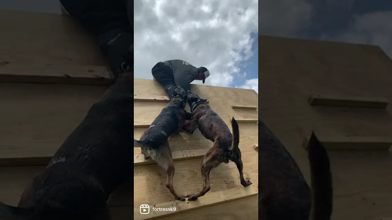 Awesome Dutch Shepherd & Malinois bite work on 12’ A-Frame