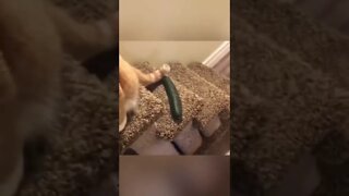 Pets #funny #video #animals #pets #shorts #trending