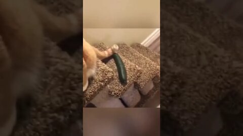 Pets #funny #video #animals #pets #shorts #trending