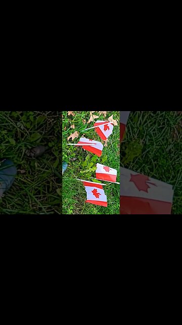 Baby and Momma Alberta hippocus-Shanna found nesting in Hapton Roads