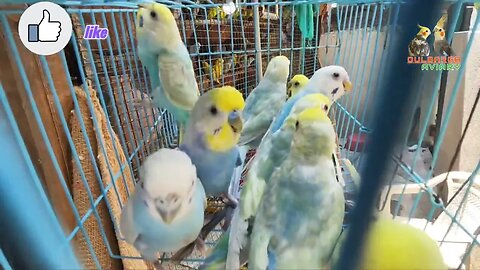 #rainbow budgies#budgies#budgie#cockatiel#parrots#lutino budgies#albino budgies#lovebirds#