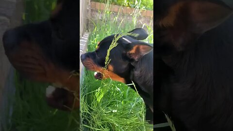 Cute dog goes for a walk😱🐶 (Vol.7) #shorts #short #viral #trending