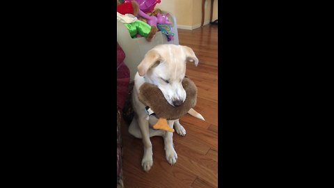 Cute puppy playing with toy