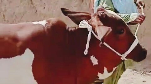 Red and White cow in cattle market Bahawalpur Pakistan.