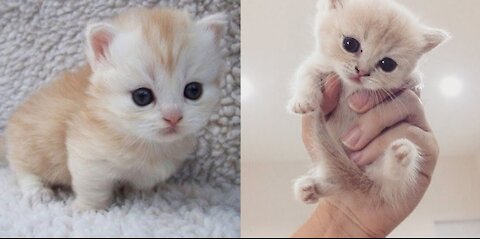 Adorable and funny Baby cats videos complication