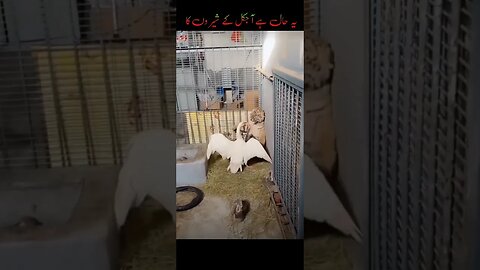Lion cub is so scarred of Swan || Poor lion cub
