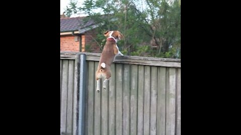 Beagle escapes Kennel Its a Brainy Dog