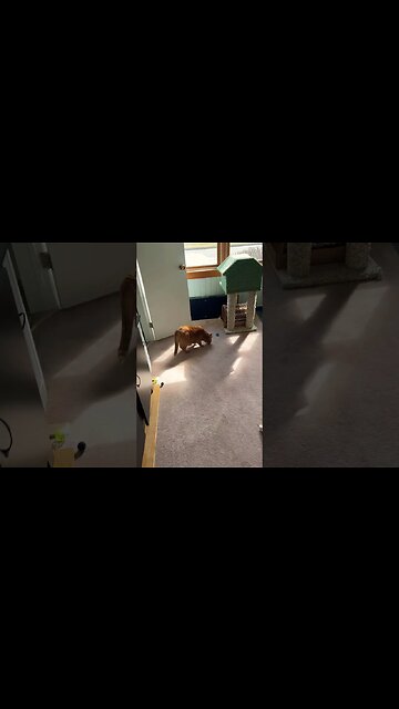 My Cats Scouting out Sun Beams ☀️😽