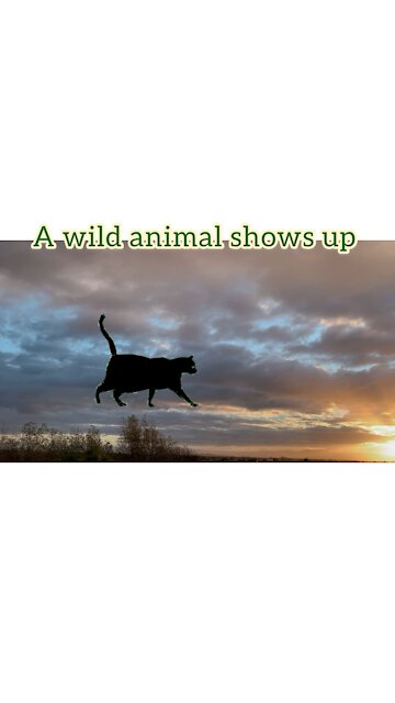 Sun set and beautiful encounter