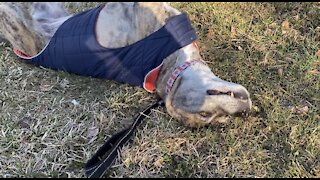 Senior dog loves to roll, watch for her vampire face ❤️