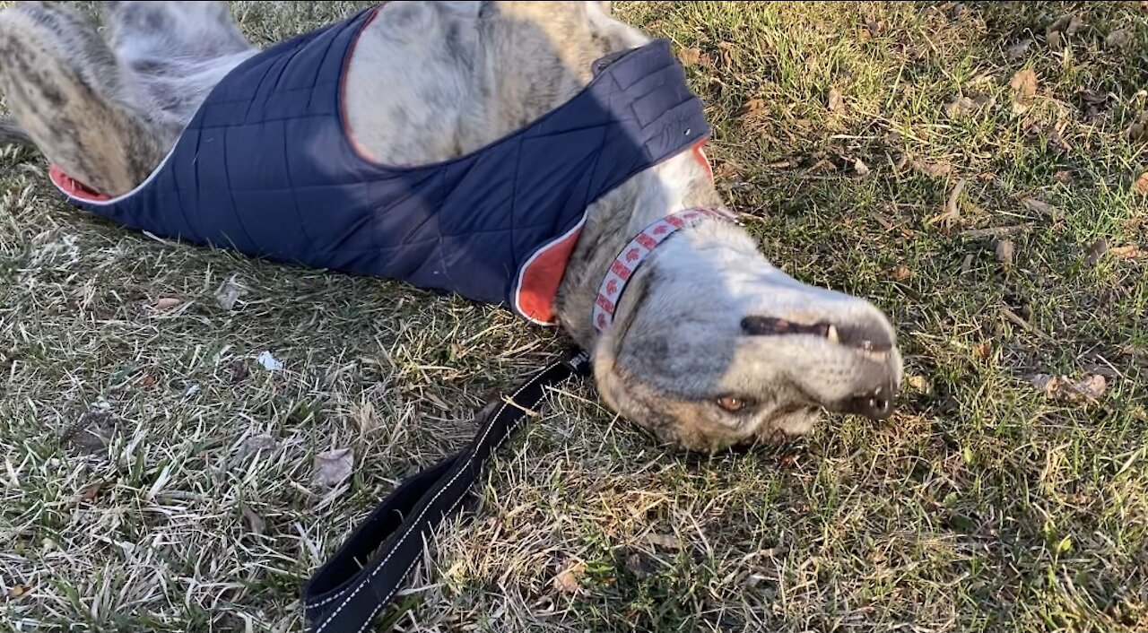 Senior dog loves to roll, watch for her vampire face ❤️