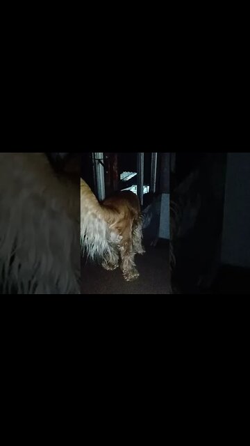 #dogshow , #animals , #dogs , #shorts