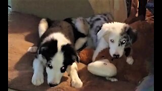 Precious Pups: Kneady at Nap Time: