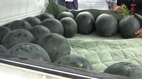 World's Most Expensive Watermelon