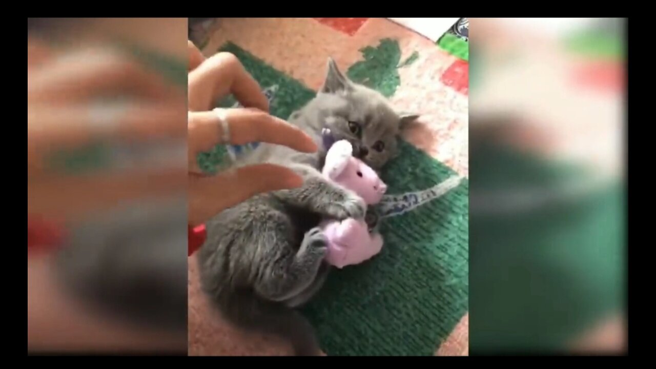 Funny Cat Toy Reaction Compilation