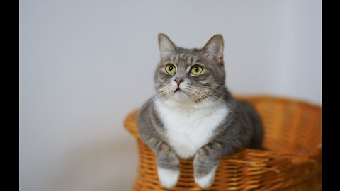 🐶 Funny And Cute 😸 Animals Vol. 4️⃣