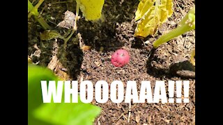 My Potatoes are almost ready to Harvest! - EP. 5