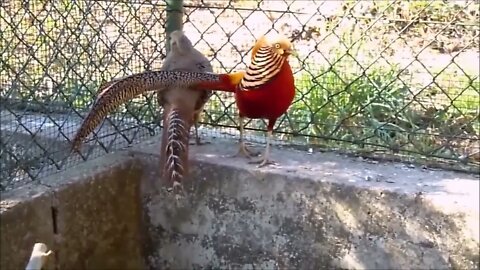 Beautiful Golden Pheasants and Wading Birds-18