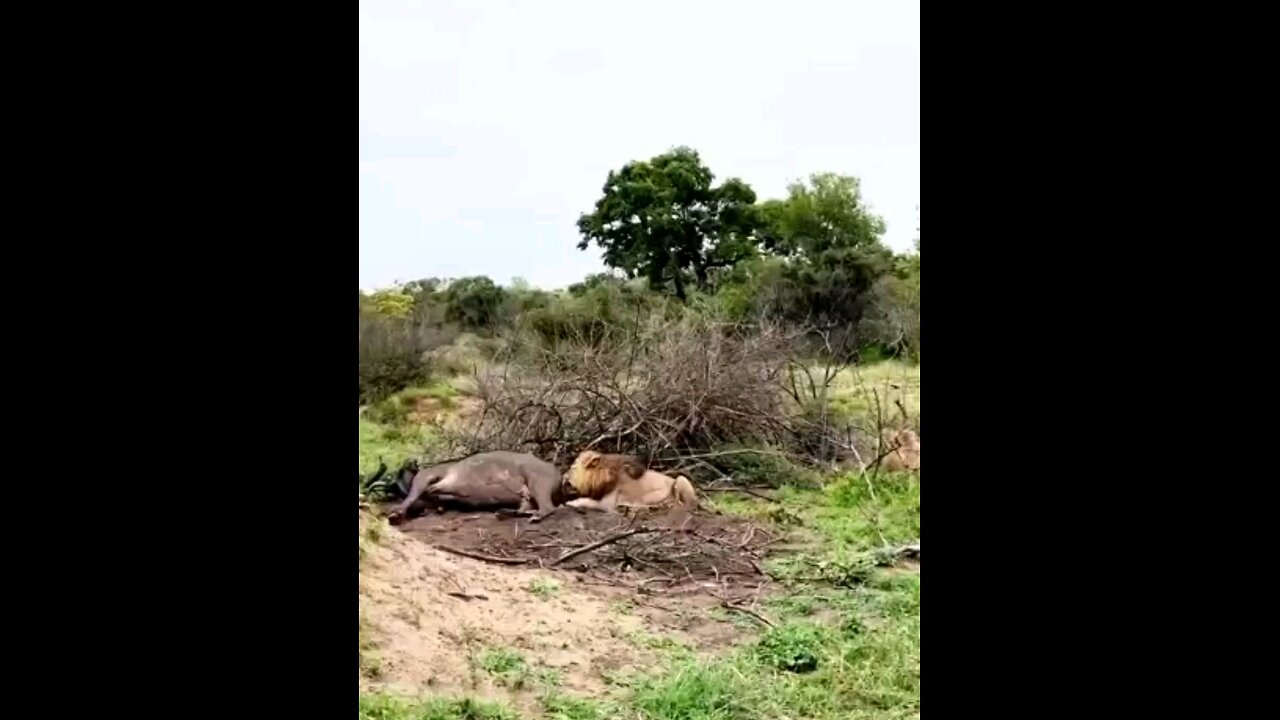 King Vs King Fight For Food