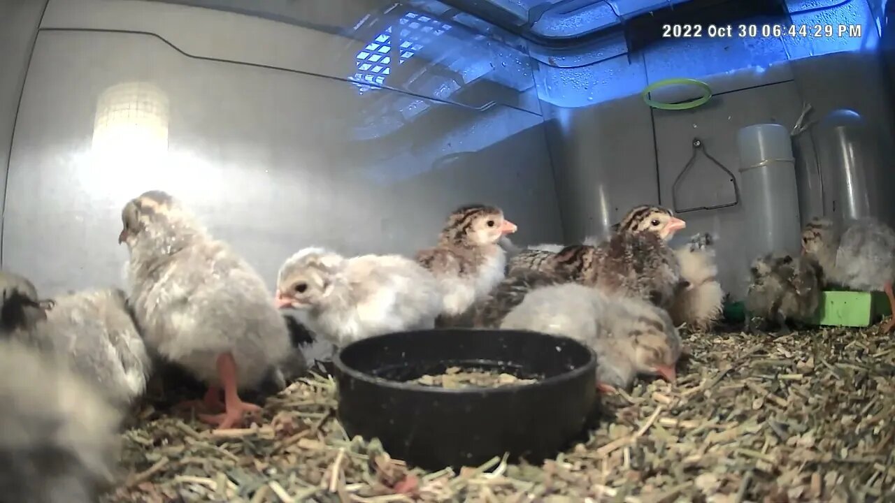 Guinea fowl keet hatchings, sebright chicks and two mixed breed chicks in brooder