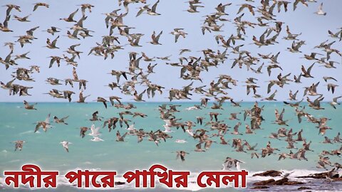 নদীর পারে অস‌‌খ্য পাখি উরছে 🐦Amazing Birds Flying Video🐦