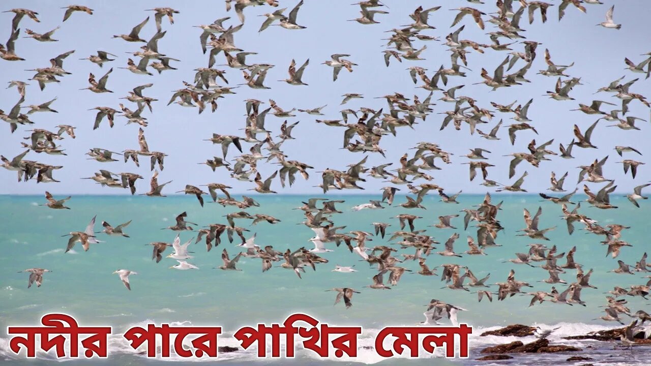 নদীর পারে অস‌‌খ্য পাখি উরছে 🐦Amazing Birds Flying Video🐦