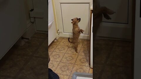 Chihuahua believes new Paw Patrol toy is hers 🤣