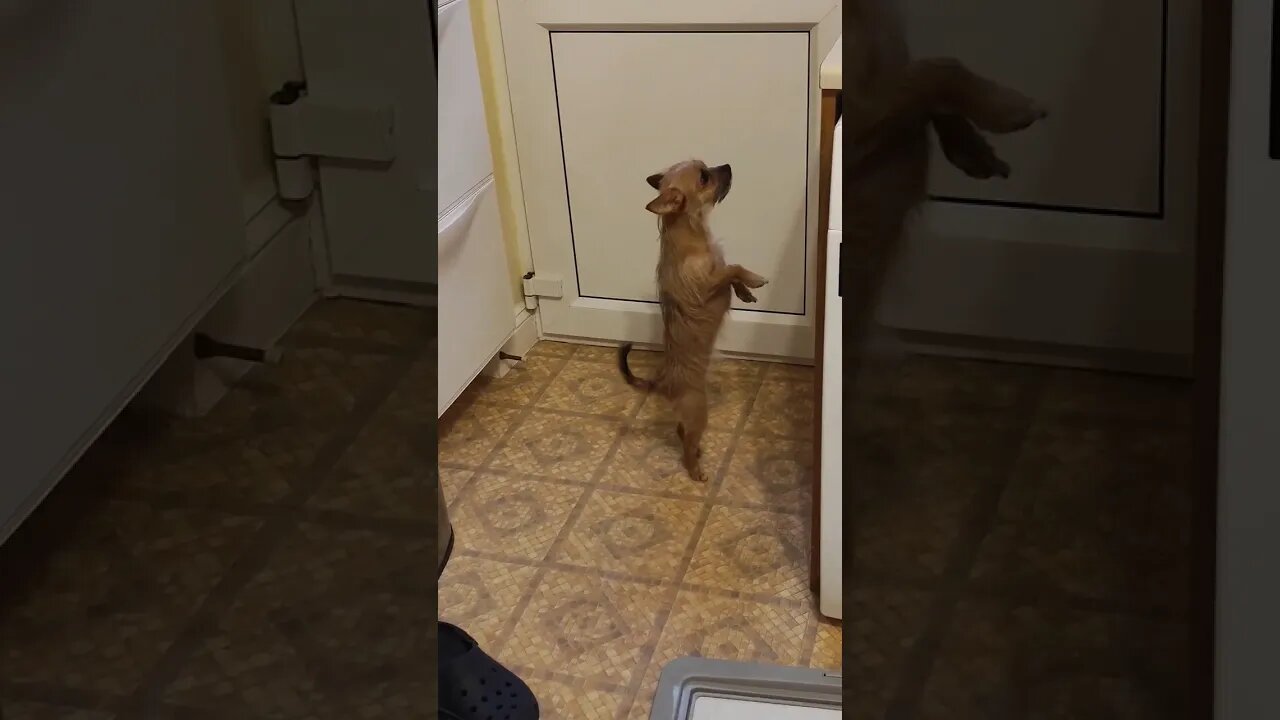 Chihuahua believes new Paw Patrol toy is hers 🤣