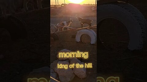 morning king of the hill #goats #fun #animals #farmlife #funny #shortsfeed #shortvideo #shorts #play