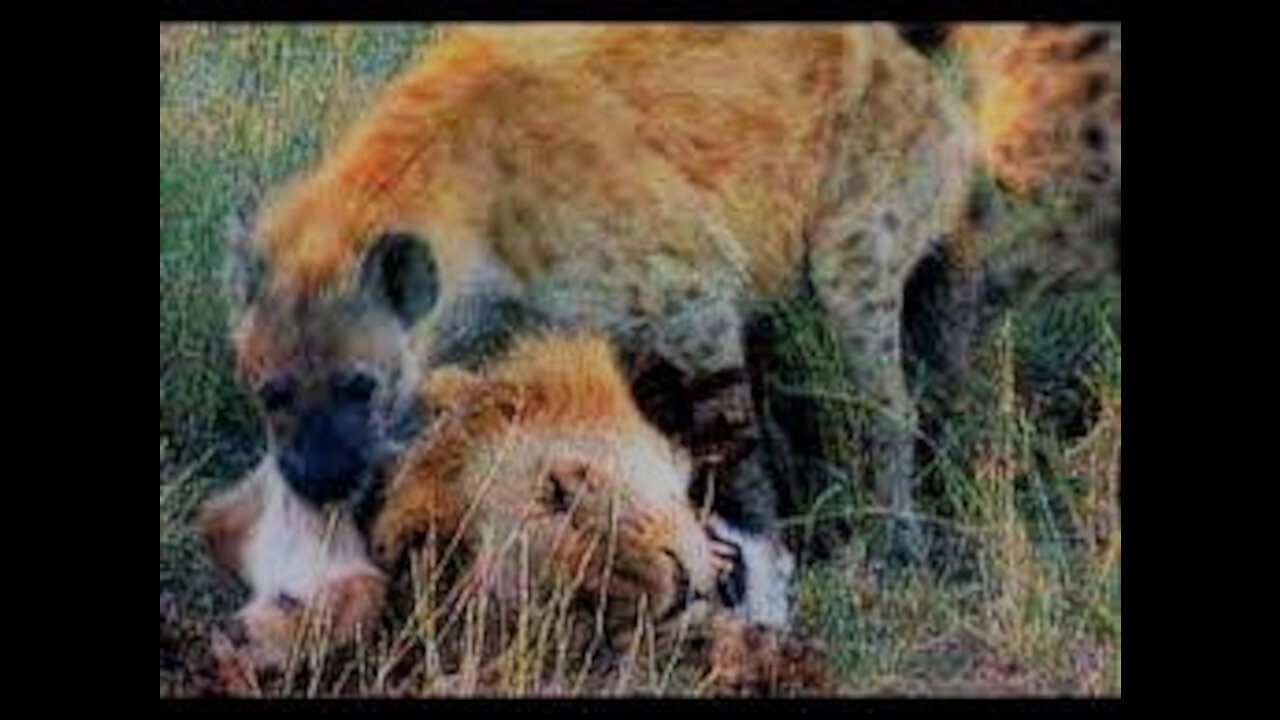 Hyenas attack the lion king