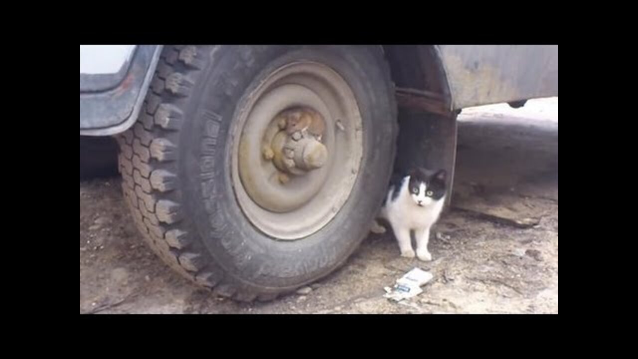 Tom and Jerry Real Life