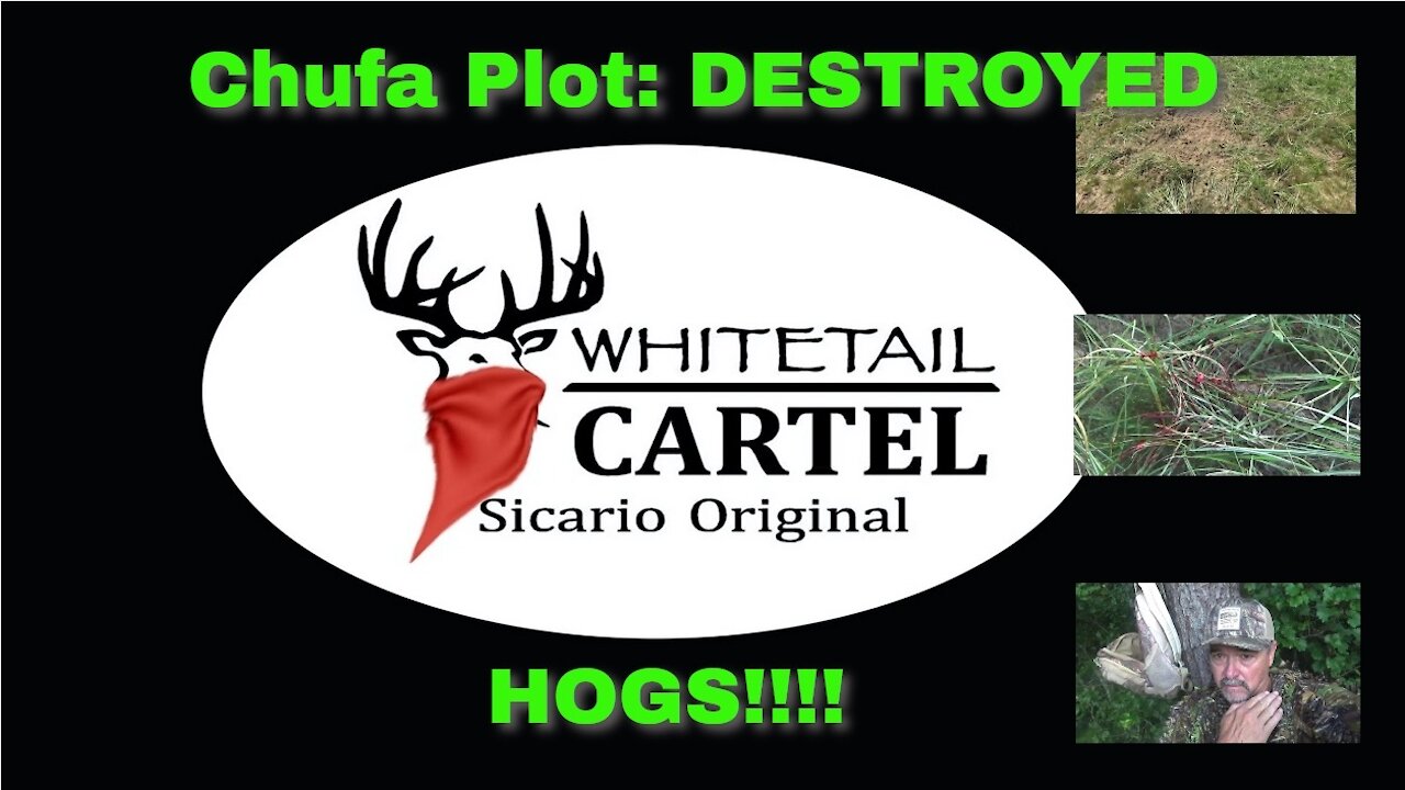 Chufa plot DESTROYED! Hogs!!!