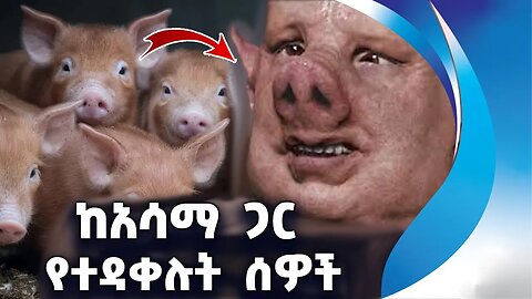 ከአሳማ ጋር የተዳቀሉት ሰዎች | Pigs l Human | Breed | Child | Amazing