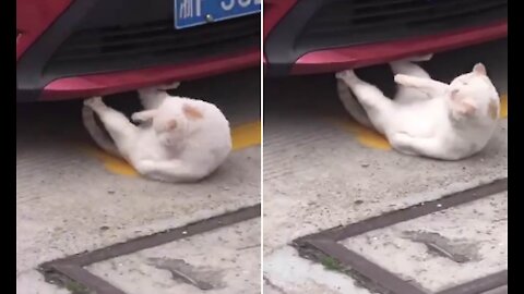 Cat doing abdominal exercises