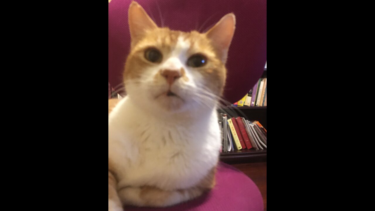 Cat licking bowl on stool🤣😹!!!