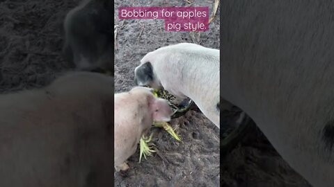 Halloween with the Pigs, bobbing for apples #shorts #pig #pigs #halloween