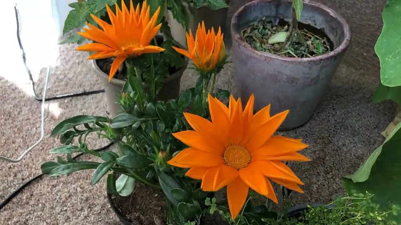 Gazania Flower Timelapse