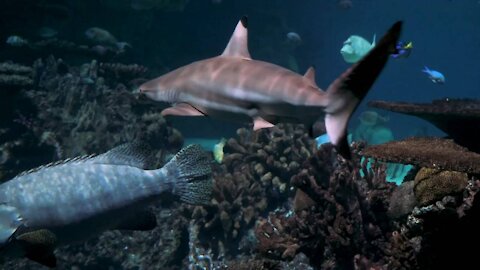 Beautiful fish in aquarium video