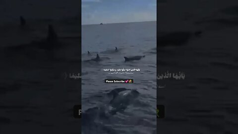 Allah Paak ka Zikar💕Dolphins 🐬 SUBHANALLAH😍 #viral #2023